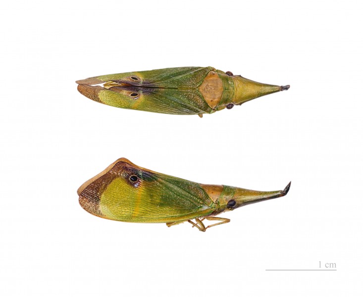 Odontoptera carrenoi MHNT