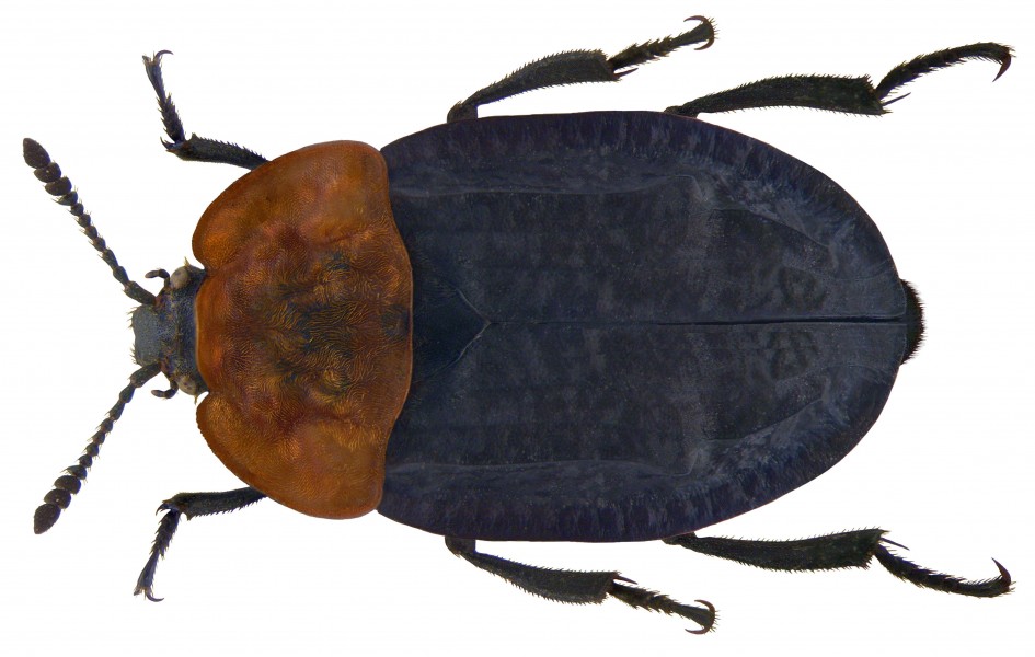 Oeceoptoma thoracica (Linné, 1758) (3389927652)