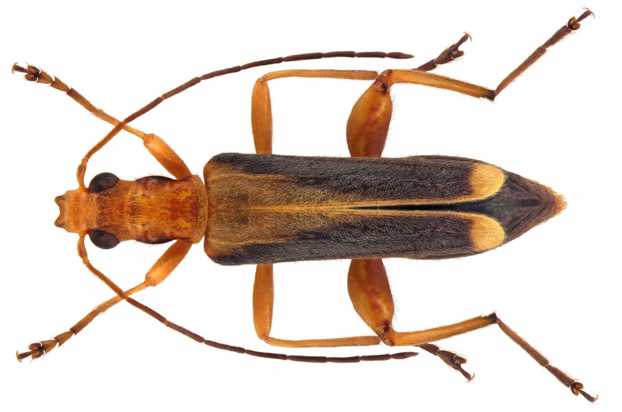 Oedemera natolica (Reiche, 1862) (4526244582)