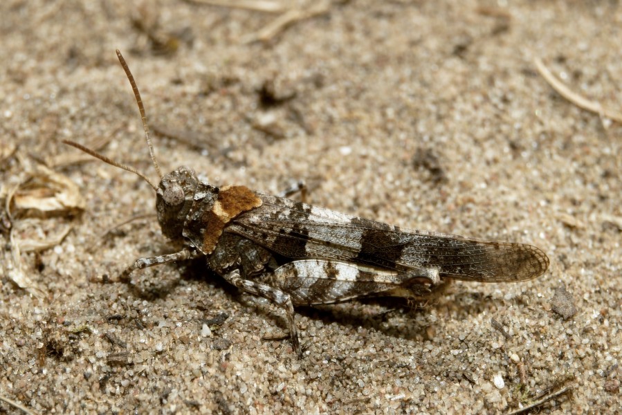 Oedipoda caerulescens 010906