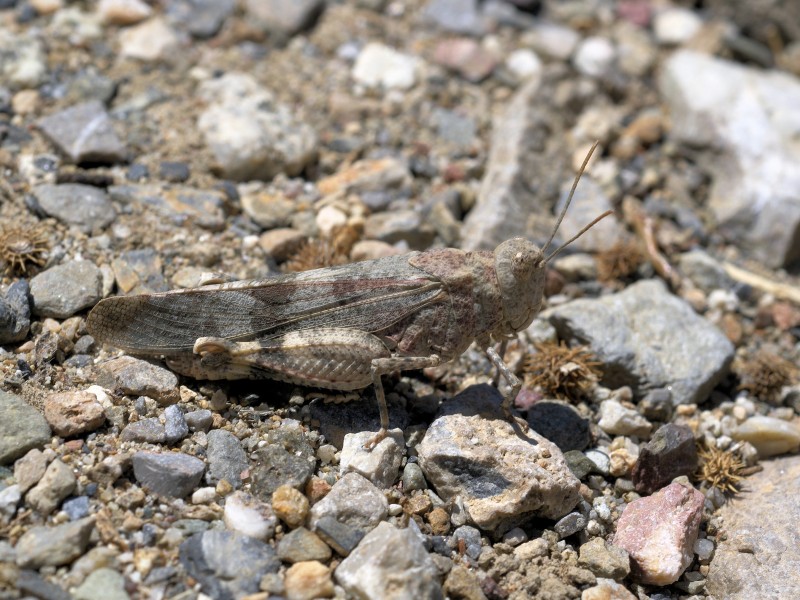 Oedipoda caerulescens 1