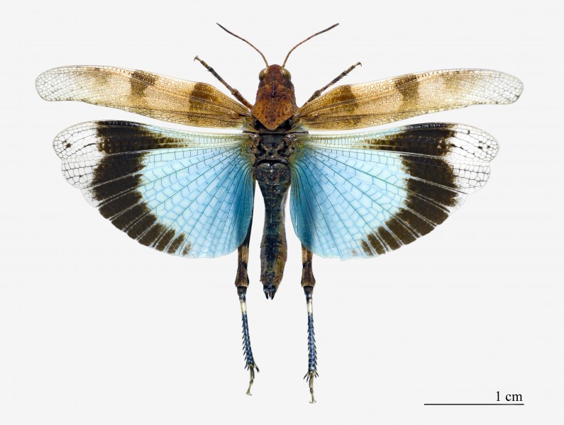 Oedipoda caerulescens MHNT