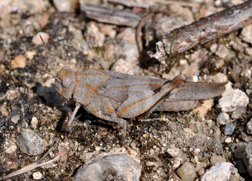 Oedipoda caerulescens qtl1