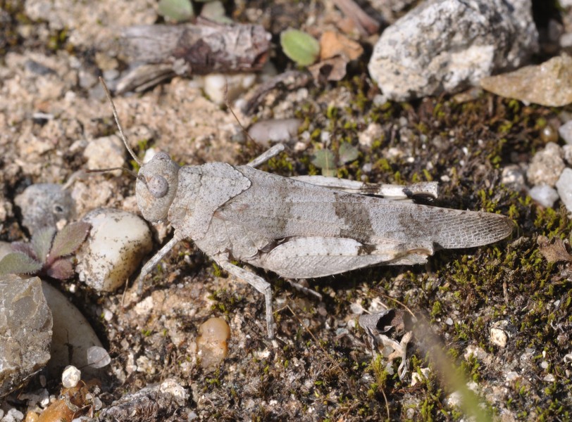 Oedipoda caerulescens qtl3