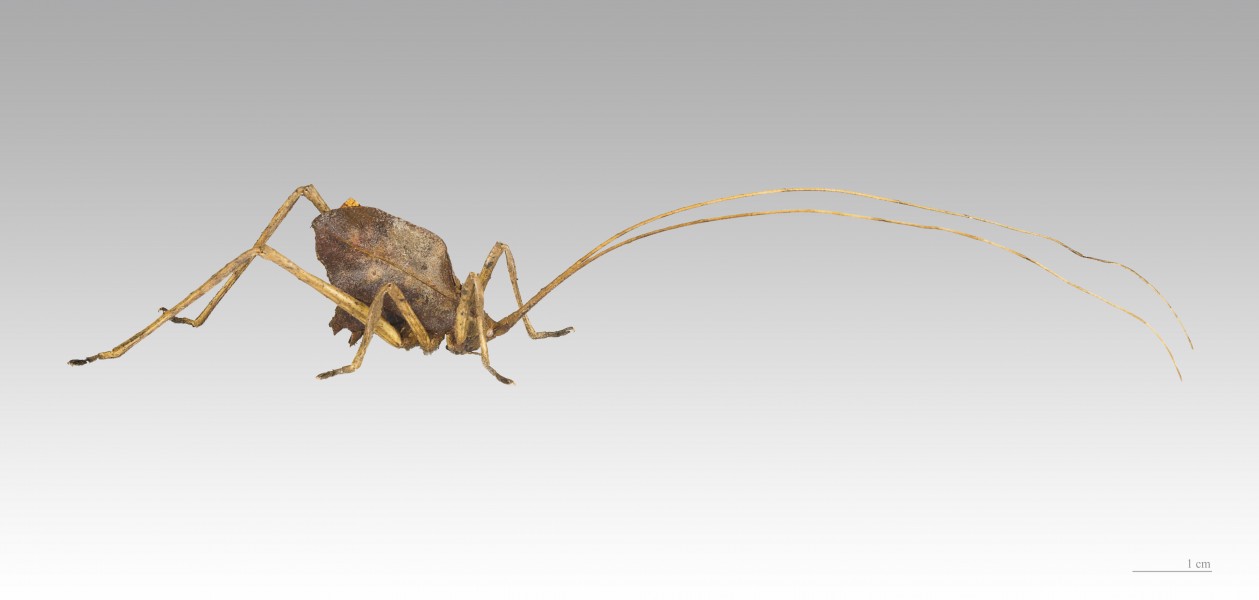 OMMATOPTERA PICTIFOLIA MHNT