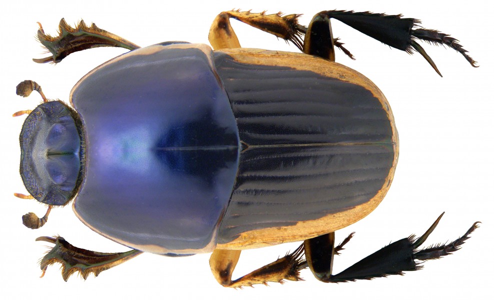 Oniticellus egregius Klug, 1855 (3296106584)