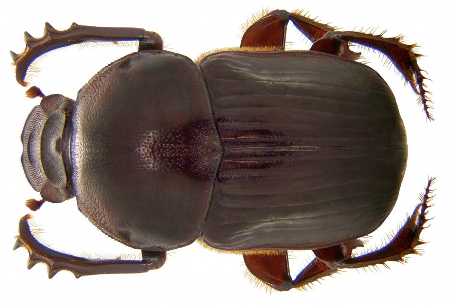 Onitis keniensis Gillet, 1933 male (3723521881) (2)