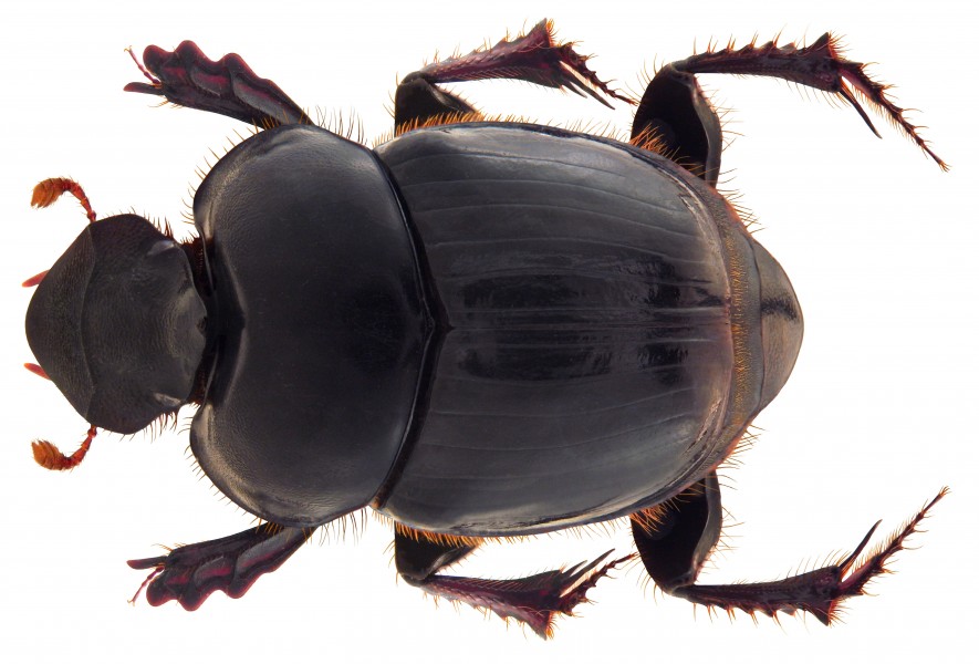 Onthophagus curvicarinatus Boucomont, 1914 female (4989347487)