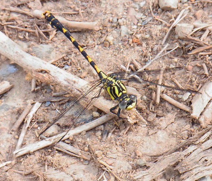 Onychogomphus uncatus front