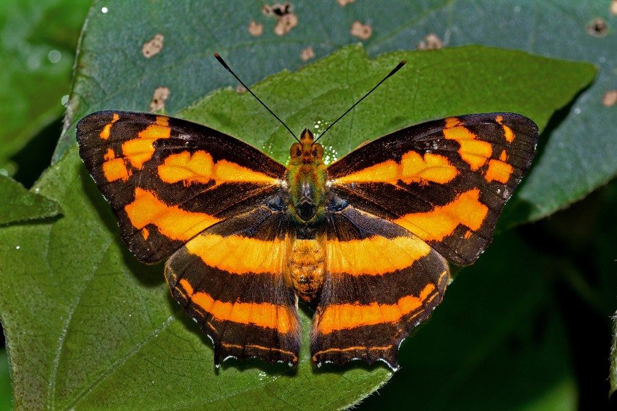 Open wing busking of Symbrenthia lilaea Hewitson, 1864 – Northern Common Jester WLB DSC 3816
