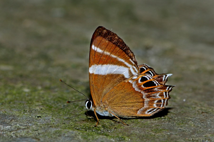 Open wing position of Abisara chela de Nicéville, 1886 – Spot Judy WLB DSC 0174