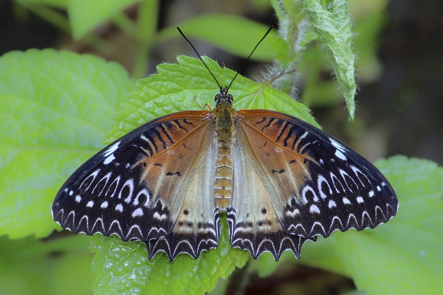 Open wing position of Female Cethosia biblis Drury, 1770 – Red Lacewing dzongu