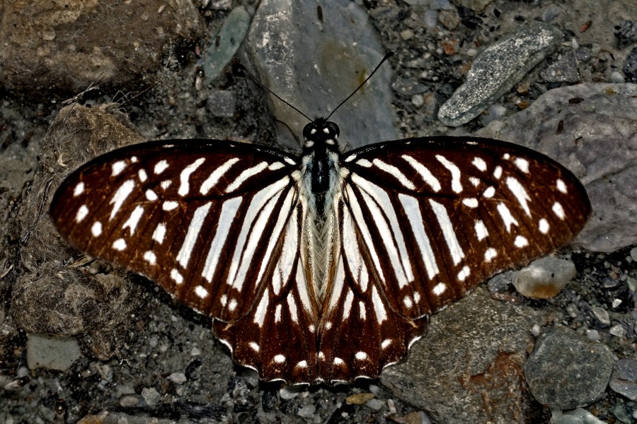 Open wing position of Graphium macareus Godart, 1819 – Lesser Zebra DSC 0232jpg