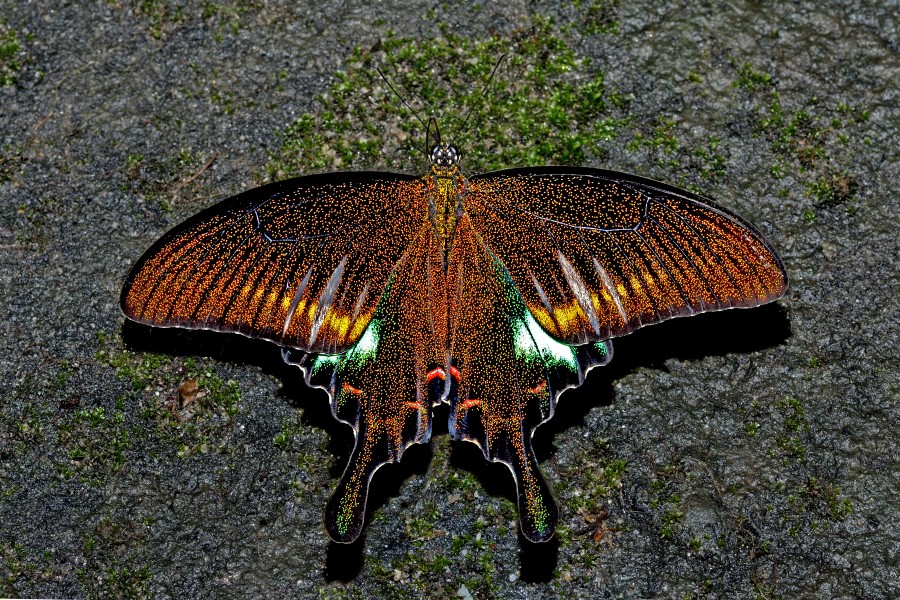 Open wing position of Papilio bianor Cramer, 1777 – Common Peacock WLB DSC 4064