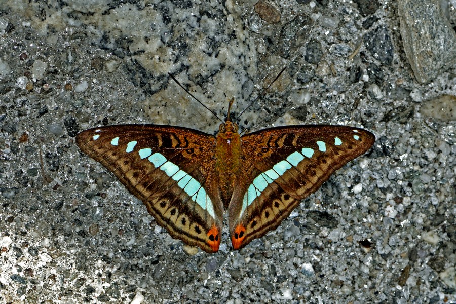 Open wing position of Sumalia daraxa Doubleday, 1848 – Green Commodore WLB DSC 1105