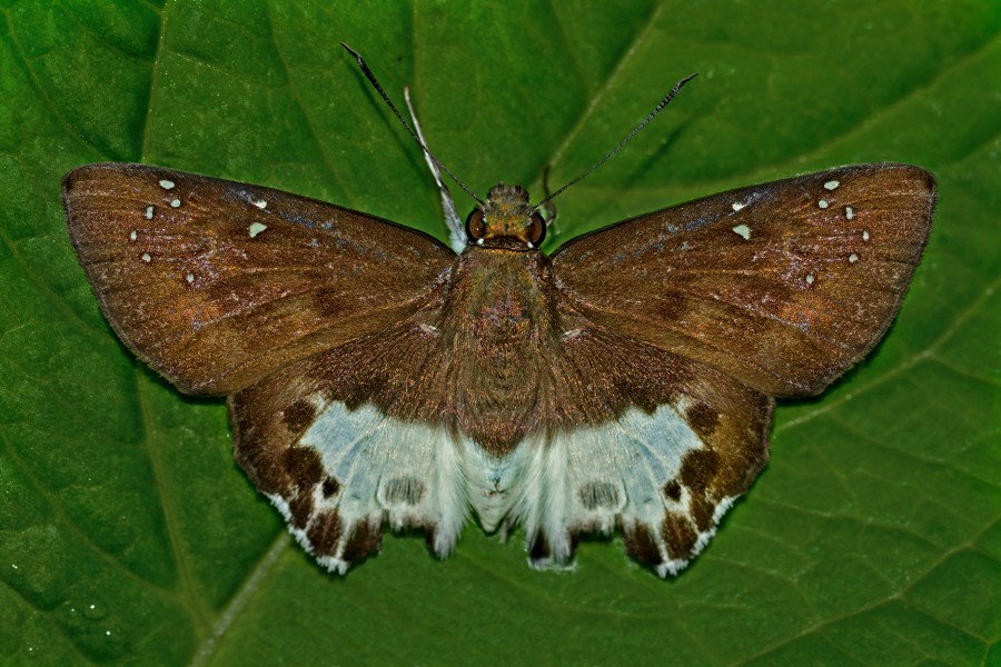Open wing position of Tagiades menaka Moore, 1865 – Spotted Snow Flat WLB DSC 4148