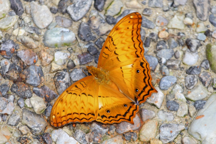 Open wing position of Vindula erota Fabricius, 1793 Cruiser A