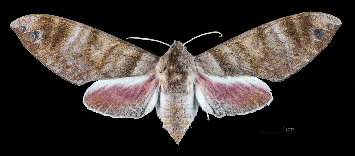 Opistoclanis hawkeri MHNT CUT 2010 0 190 Ban Keum Laos female dorsal