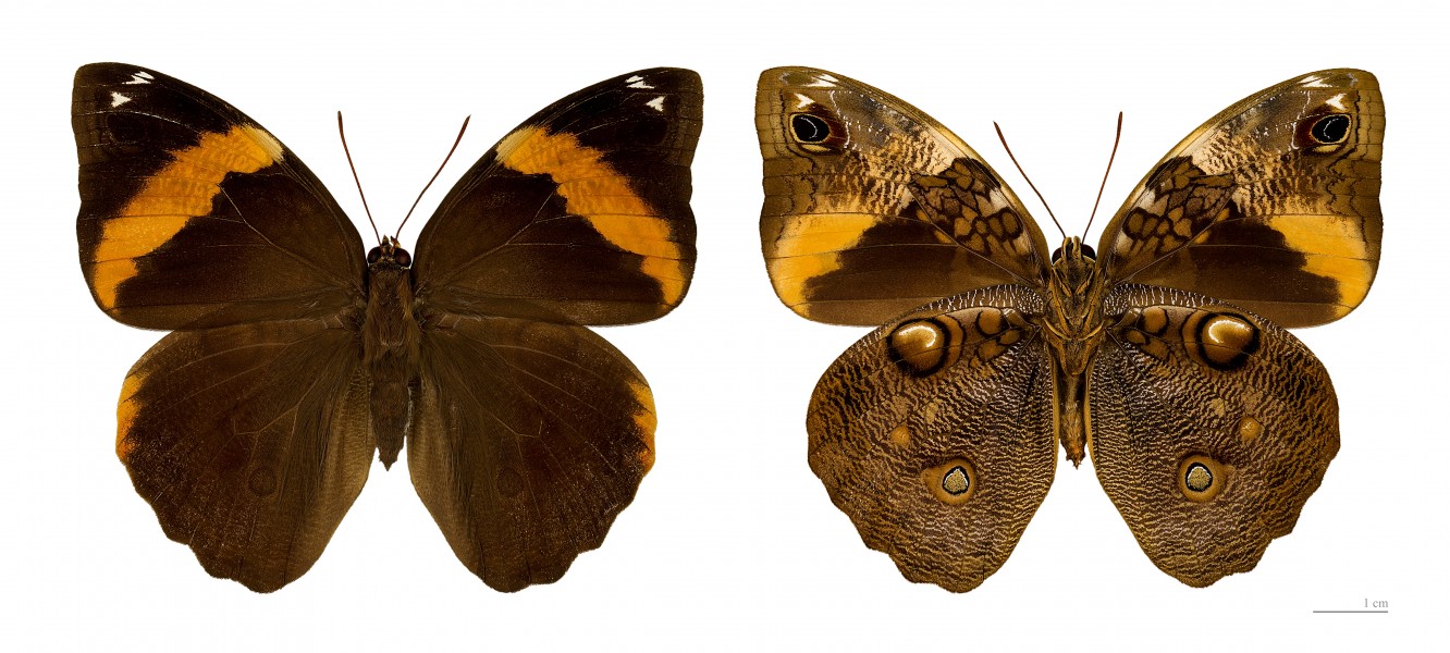 Opsiphanes cassiae MHNT