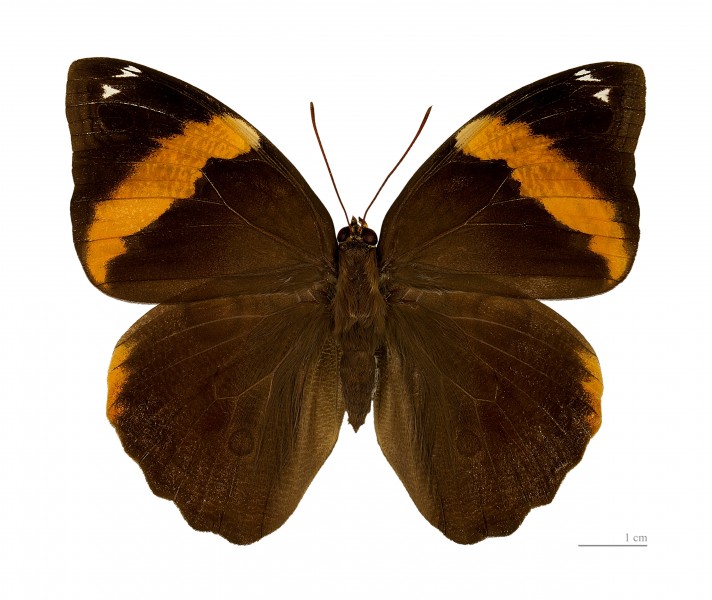 Opsiphanes cassiae MHNT dos