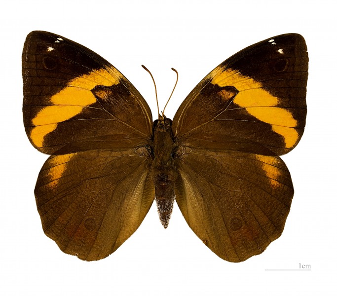 Opsiphanes cassiae MHNT dos male
