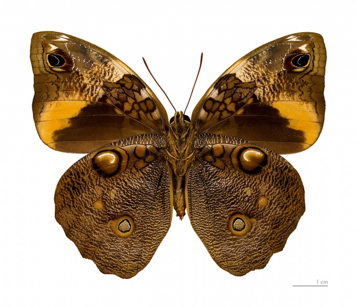 Opsiphanes cassiae MHNT ventre