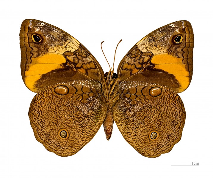 Opsiphanes cassiae MHNT ventre male