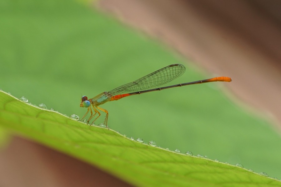 Orange-tailed marsh dart 08030