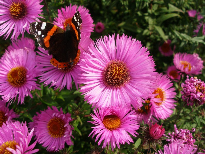 Orange and black butterfly (5626334377)