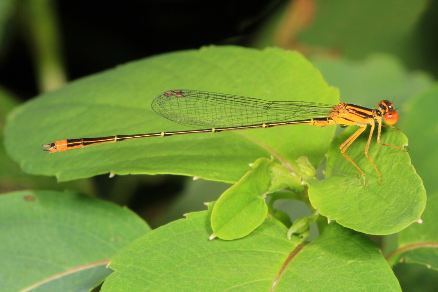 Orange Bluet - Enallagma signatum, Julie Metz Wetlands, Woodbridge, Virginia - 29144051760
