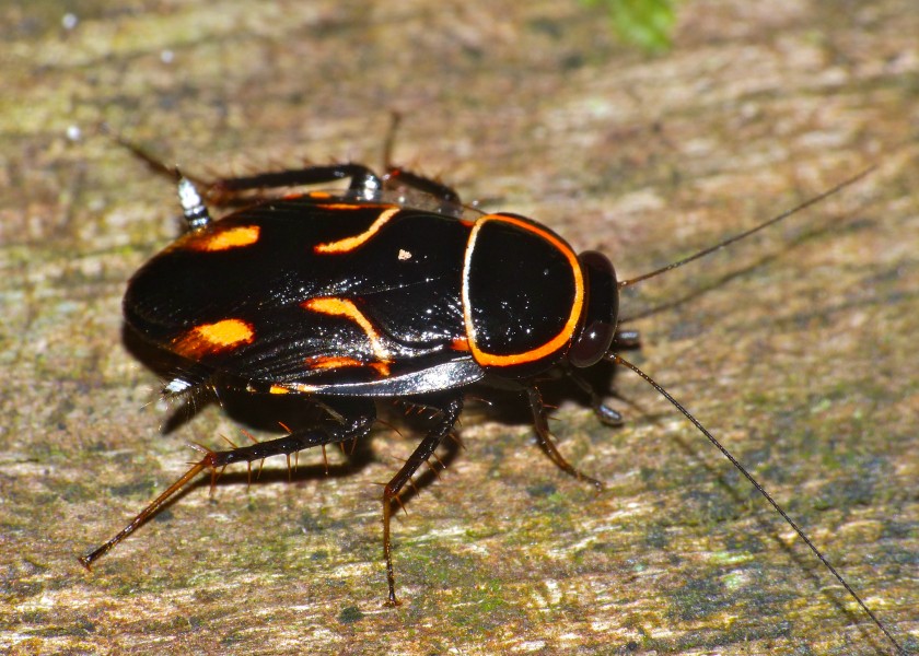 Orange-spotted Cockroach (Sundablatta sexpunctata) (15640613011)
