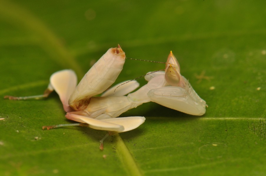 Orchid mantis nymph (15938670774)