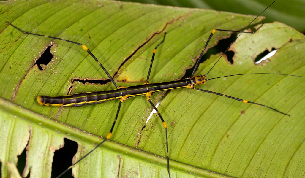 Oreophoetes peruana (14340156548)