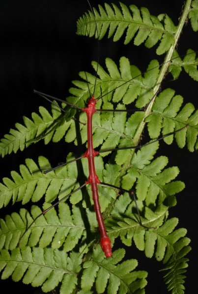 Oreophoetes peruana - male 1
