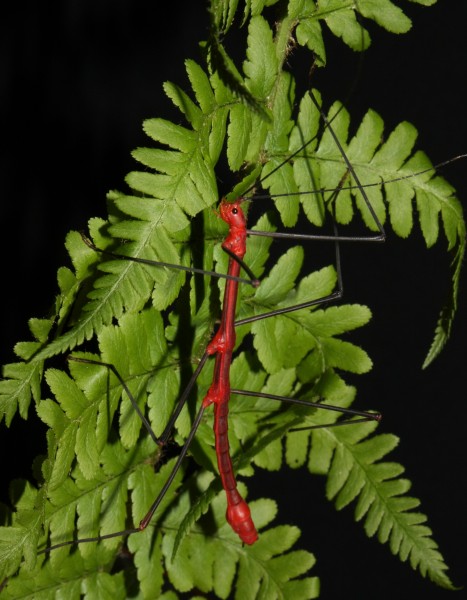 Oreophoetes peruana - male 3