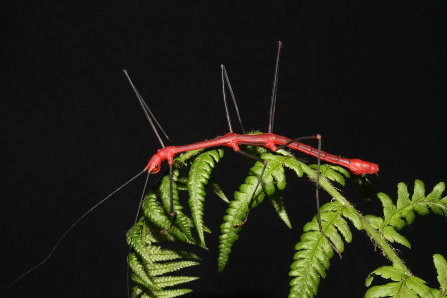Oreophoetes peruana - male 4