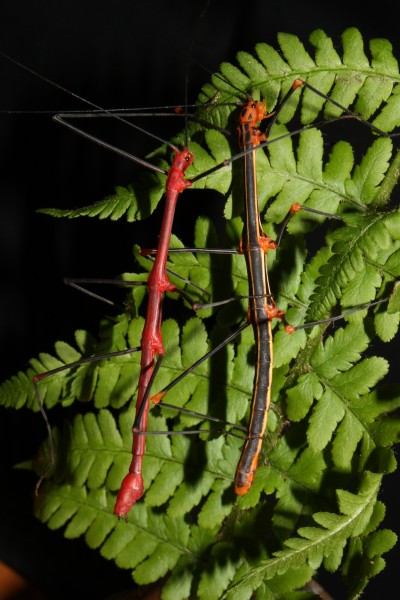 Oreophoetes peruana - pair