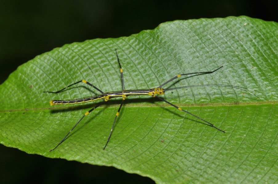 Oreophoetes topoense? (14751826039)