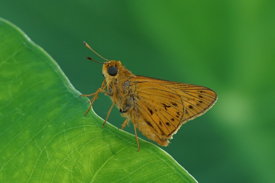 Oriens goloides 00539