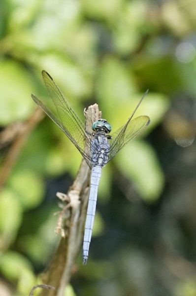 Orthetrum luzonicum 0024