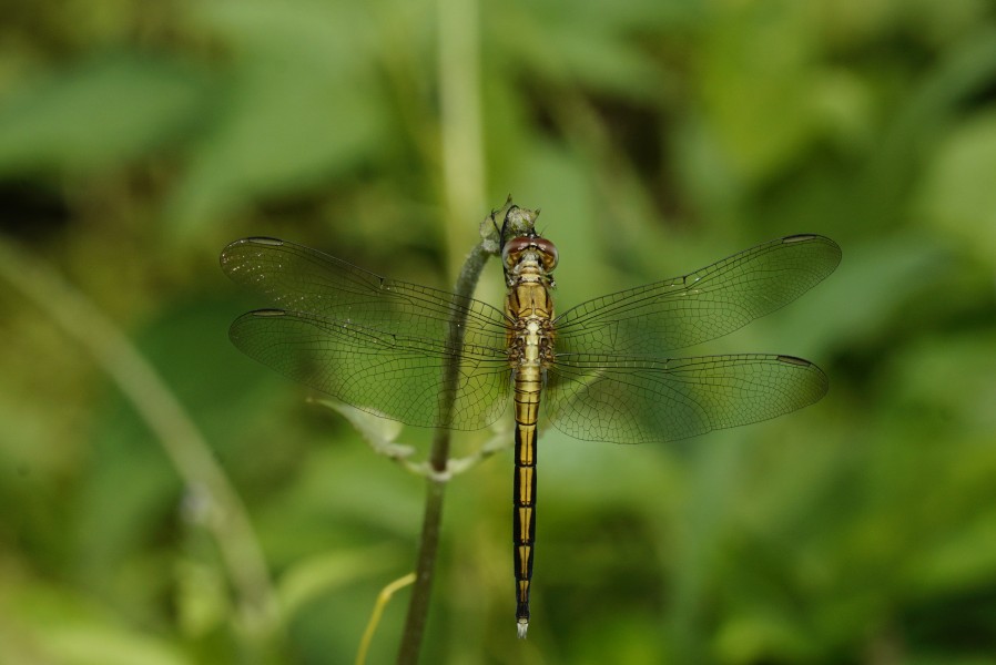 Orthetrum luzonicum 5638