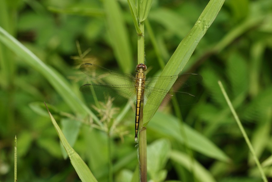 Orthetrum luzonicum 5669