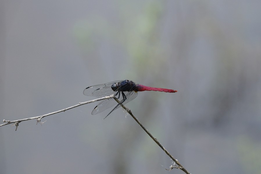 Orthetrum pruinosum 8391