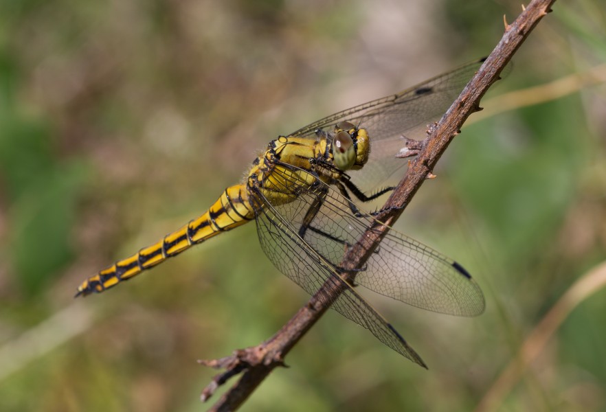 Orthetrum Réticulé