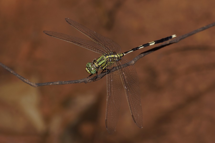 Orthetrum sabina 09229