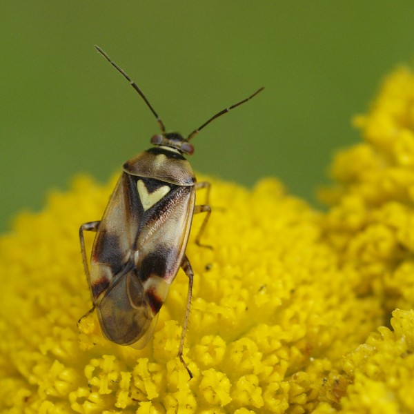 Orthops kalmii (11954240395)