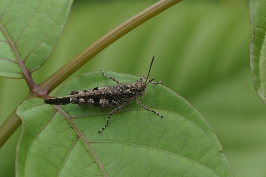 Orthoptera 6205