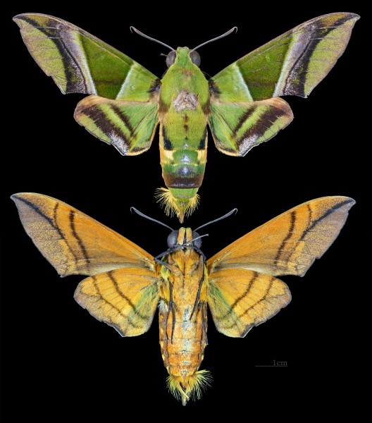 Oryba kadeni MHNT CUT 2010 0 126 Bolivia male