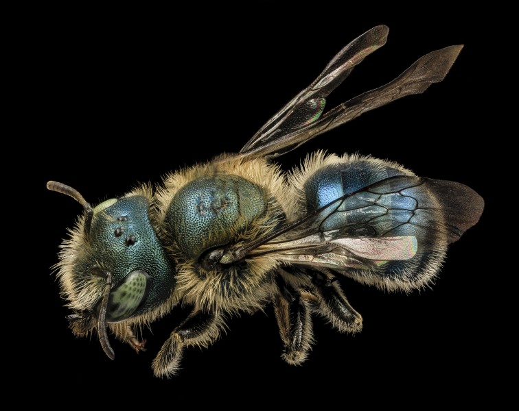 Osmia atriventris, f, back, beltsville, md 2014-04-14-16.43.07 ZS PMax (13861020535)