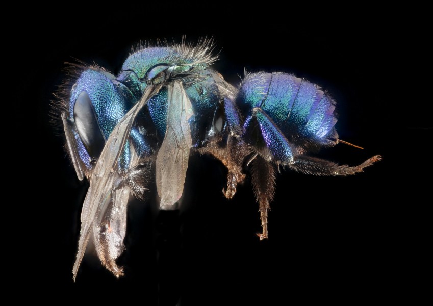 Osmia bruneri, f, Wy, lincoln co, side 2015-11-20-21.01 (32063973583)